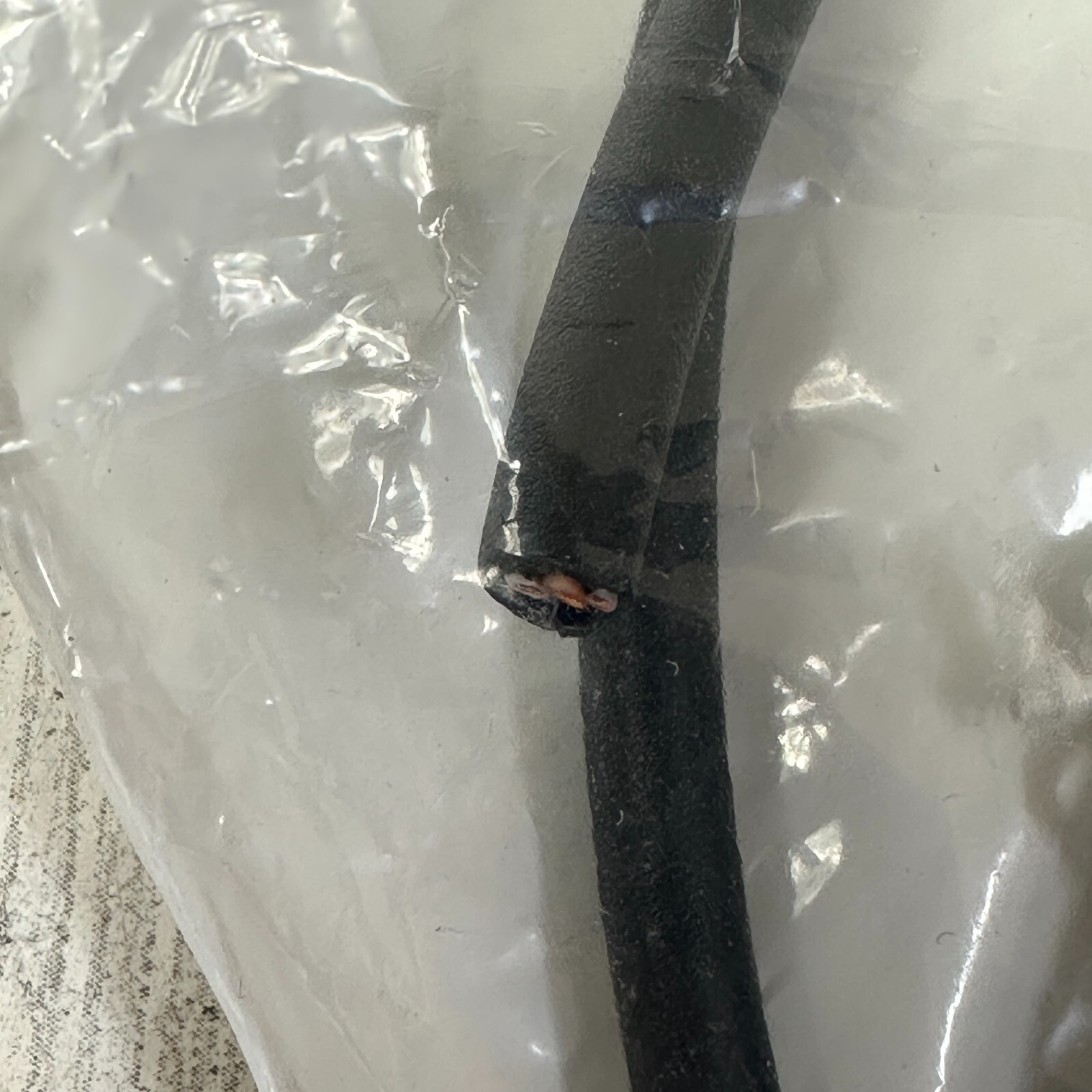 Balluff BCC08FC Single-Ended Cordset BCC M425-0000-1A-017-PX0534-050